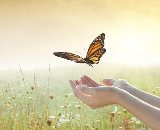 Girl releasing a butterfly Girl releasing a butterfly over a sunset field